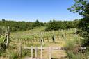 Tipico casale Toscano con vigneti e uliveti, in vendita, Monte San Savino | Sotheby’s Realty Italy - 9