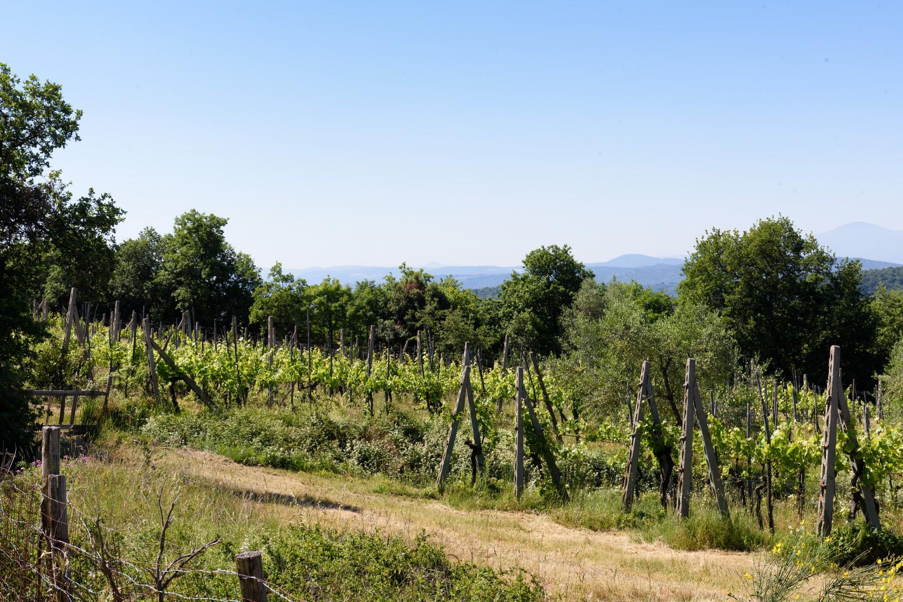 Typisches toskanisches Anwesen mit Weinbergen und Olivenhainen - 12