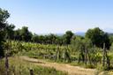 Tipico casale Toscano con vigneti e uliveti, in vendita, Monte San Savino | Sotheby’s Realty Italy - 12