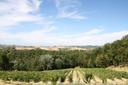 Meravigliosa Villa nelle campagne Toscane, in vendita, Peccioli | Sotheby’s Realty Italy - 21