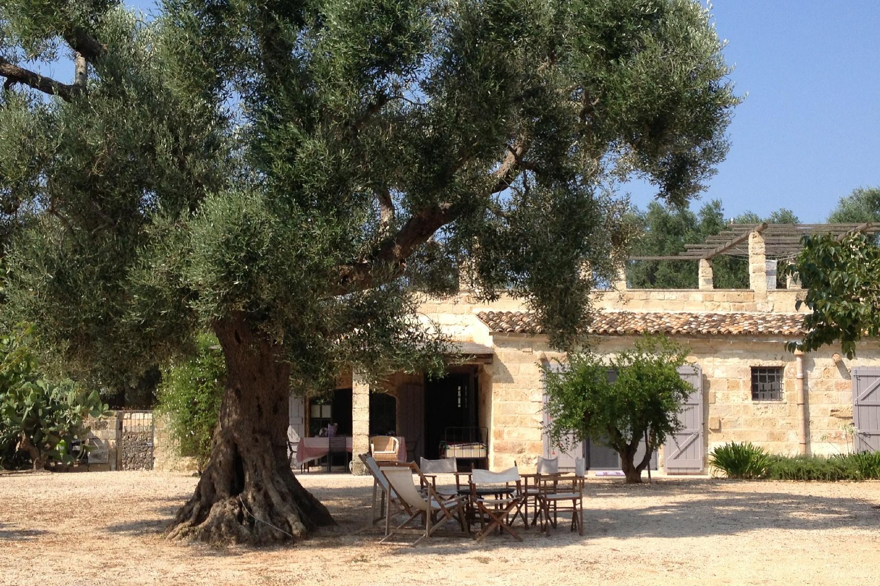 Красивый райский уголок среди оливковых деревьев и опунций - 24