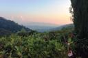 Casolare toscano con piscina sulle prime coline di Pescia, in vendita, Pescia | Sotheby’s Realty Italy - 23