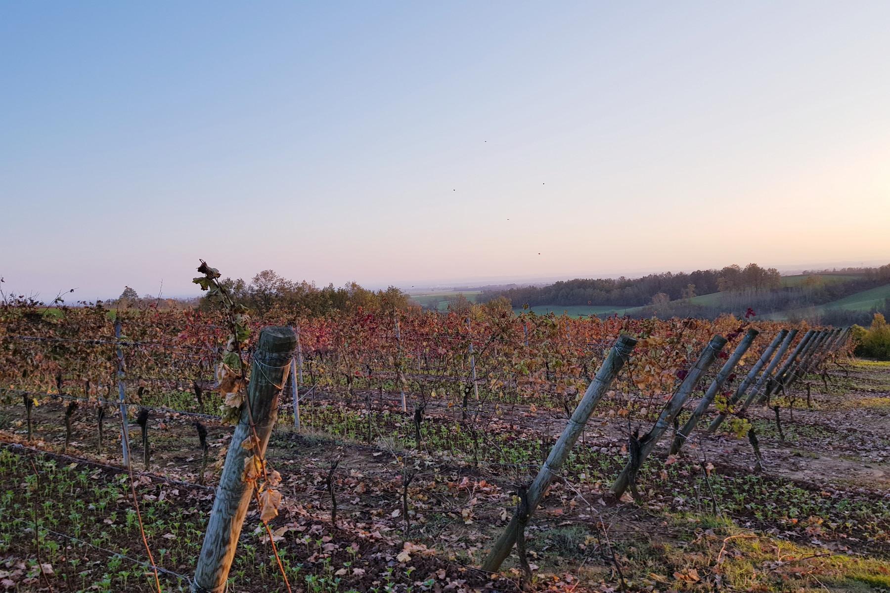 Wunderschönes Weingut im Herzen von Monferrato - 28