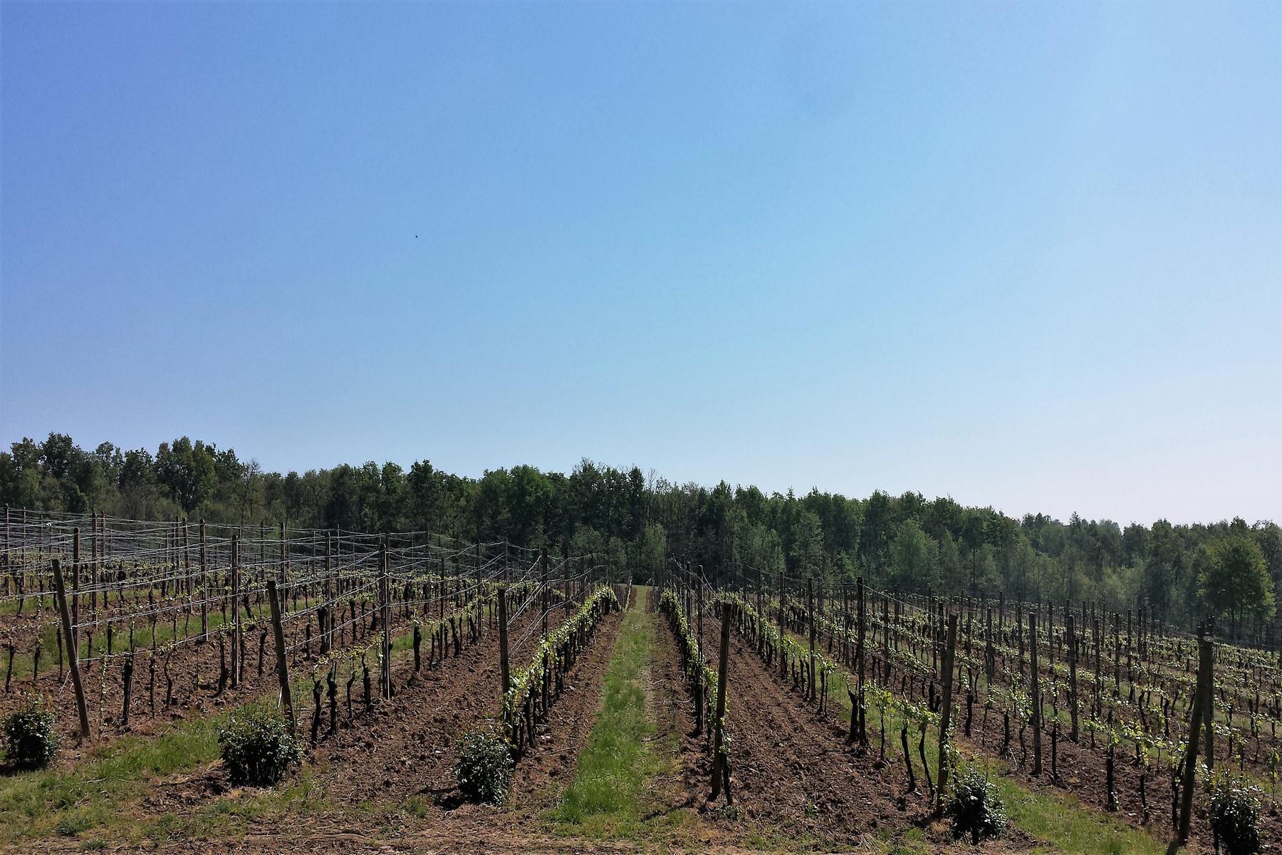 Magnificent wine producing estate in the heart of Monferrato region - 26
