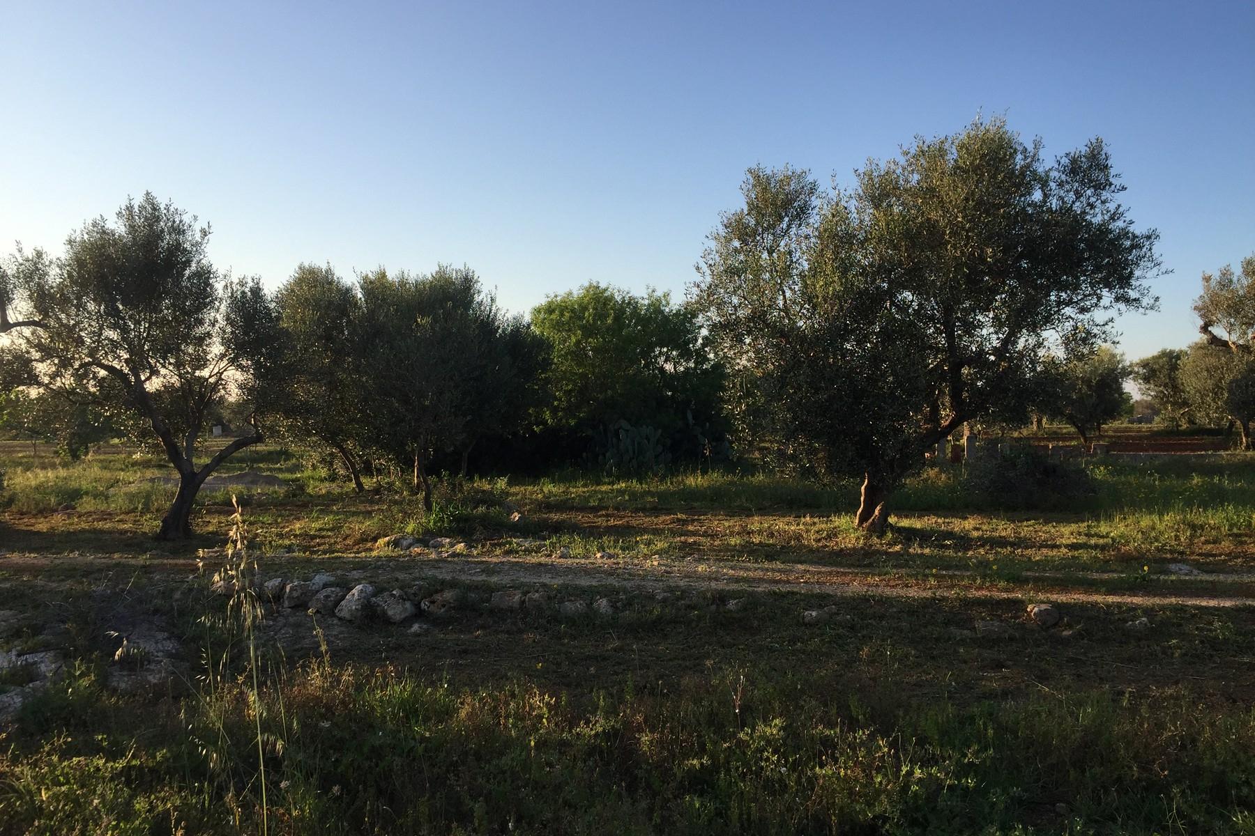 Maison de campagne avec terres et oliveraie - 11