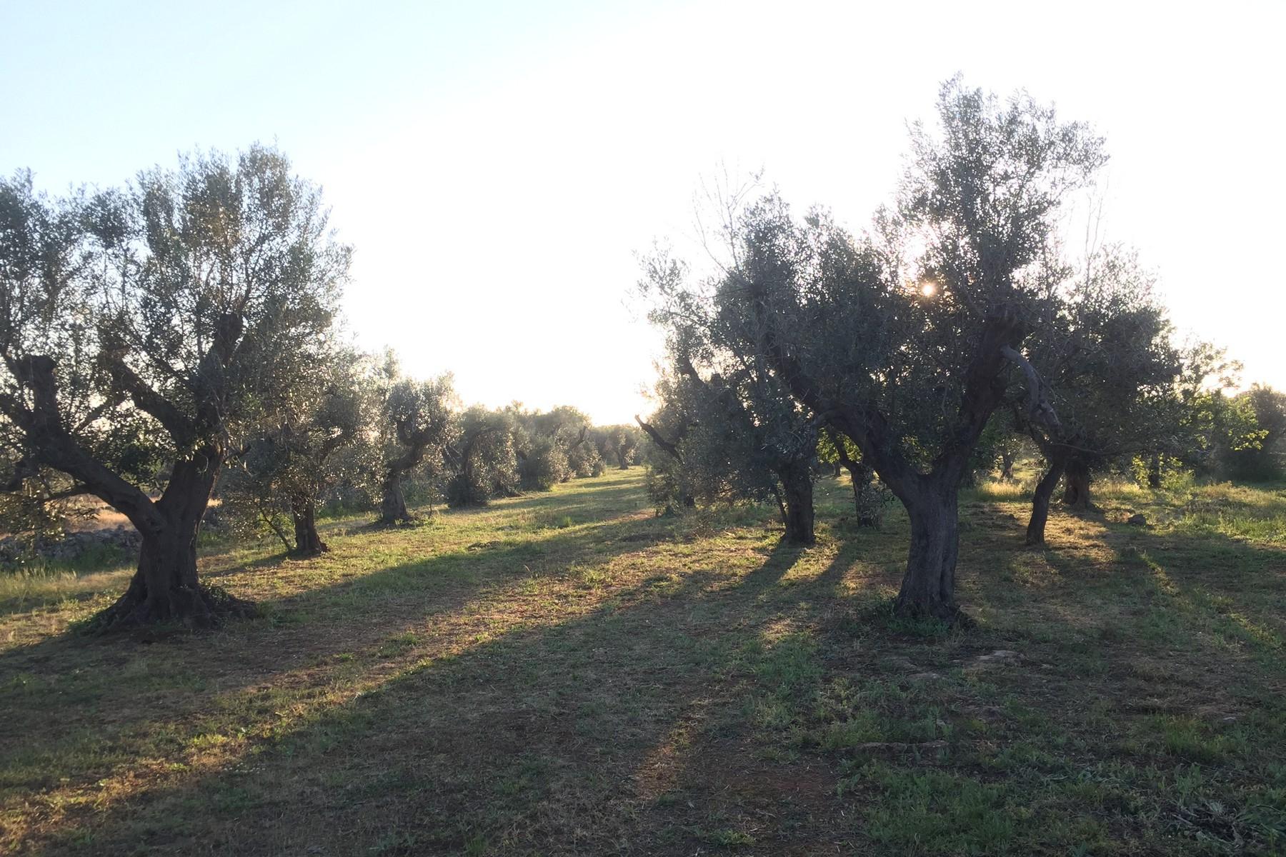 Charming cottage with land and olive grove - 8