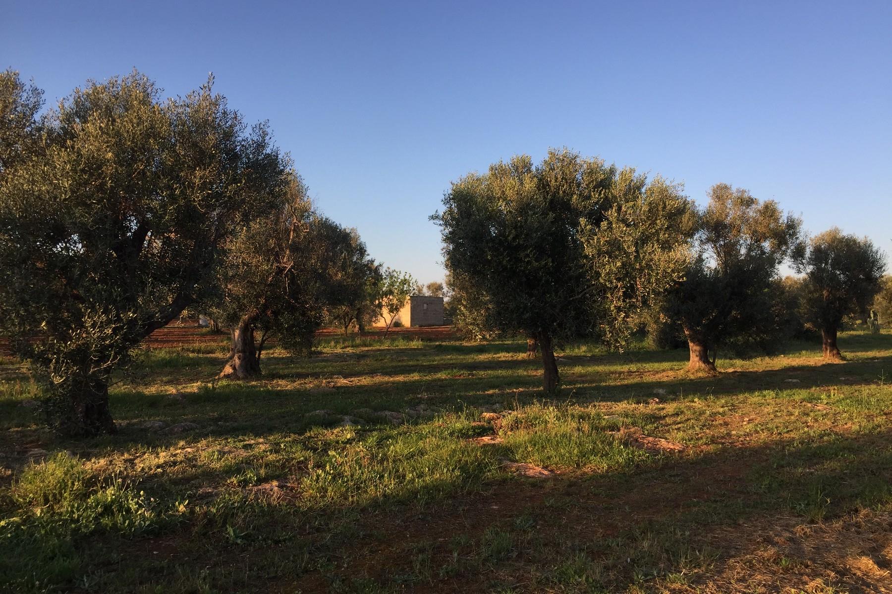 Charming cottage with land and olive grove - 6