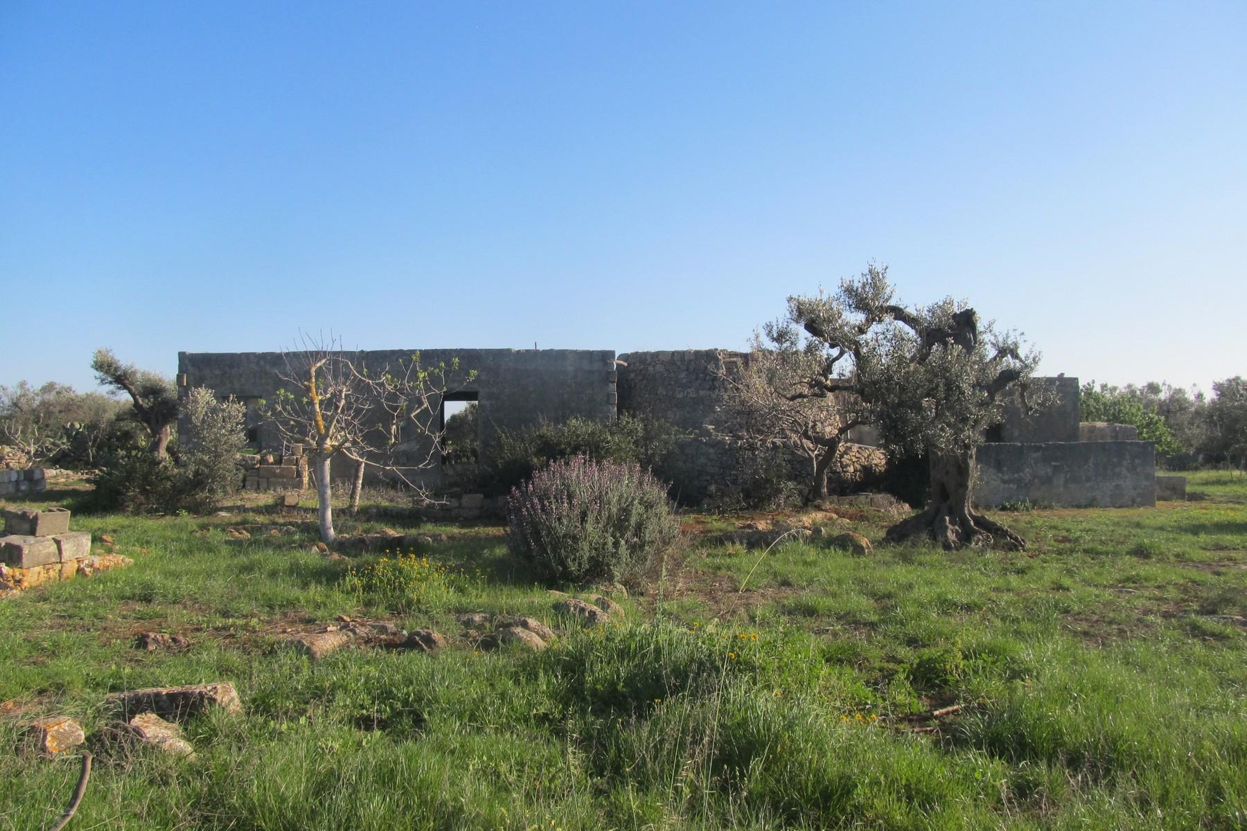 Maison de campagne avec terres et oliveraie - 3