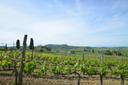 Casale con agriturismo e vigneto a pochi passi da Montepulciano, in vendita, Montepulciano | Sotheby’s Realty Italy - 13
