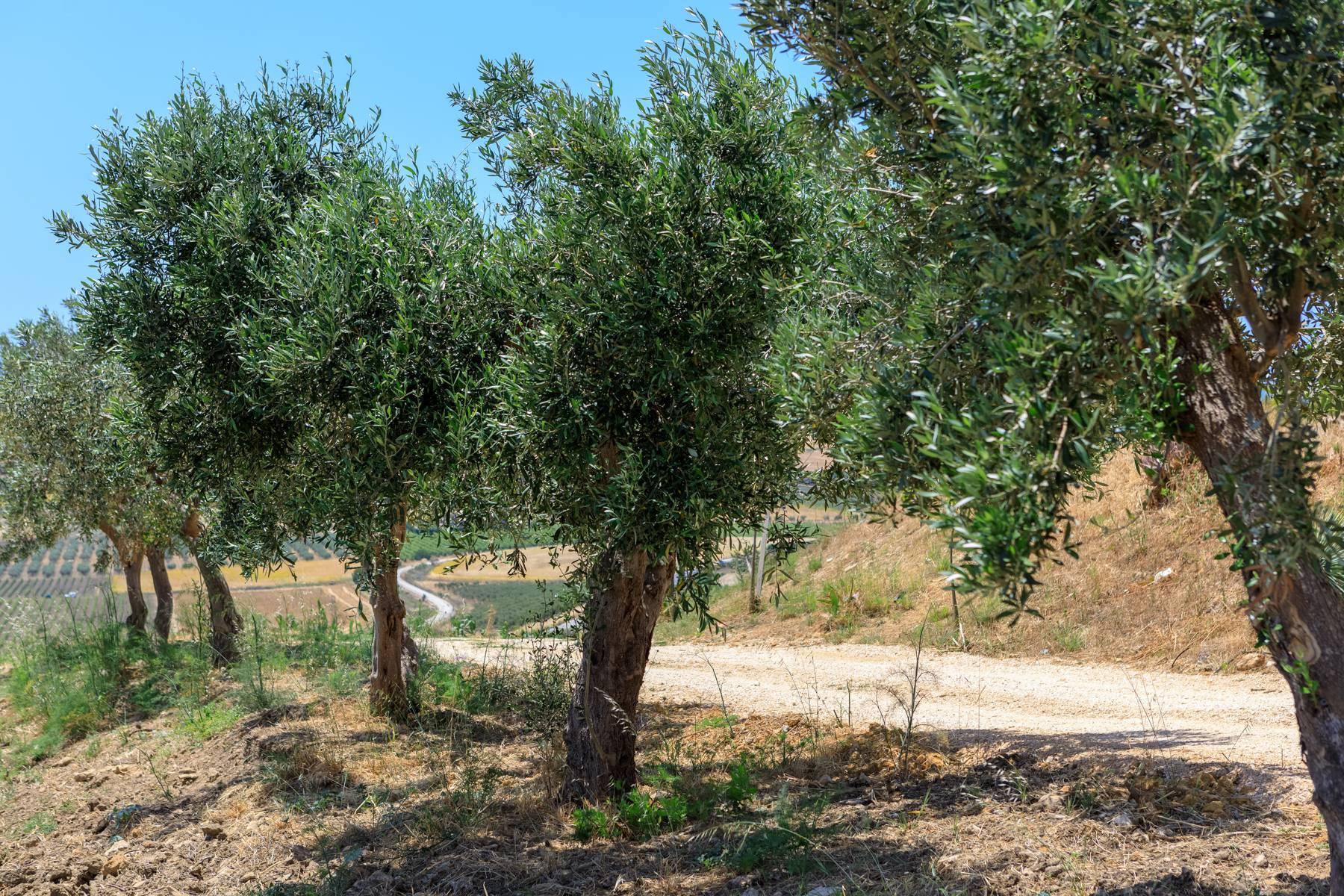 Baglio umgeben von Olivenbäumen mit Meerblick in Menfi - 25