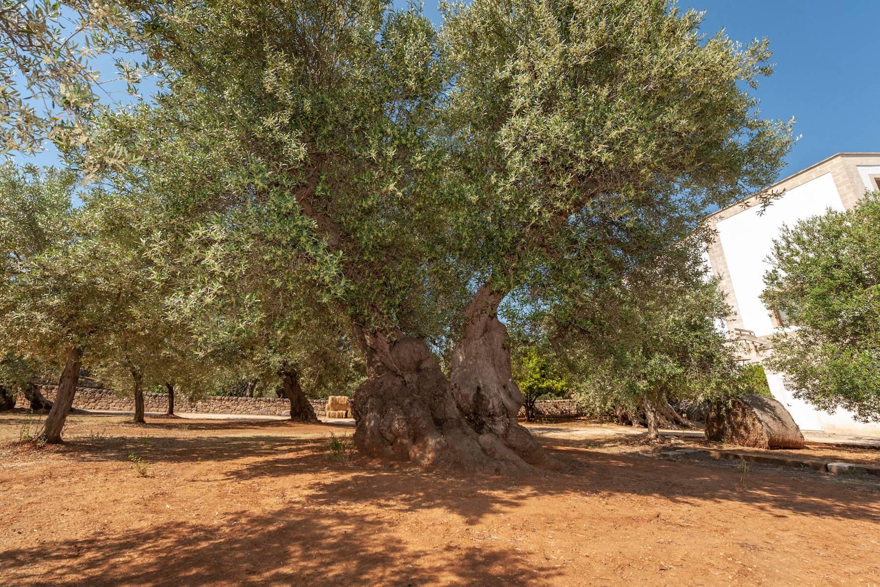 Charmante Masseria aus dem 18. Jahrhundert, umgeben von jahrhundertealten Olivenbäumen - 32