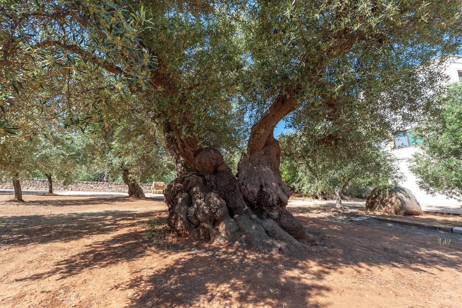 Charmante Masseria aus dem 18. Jahrhundert, umgeben von jahrhundertealten Olivenbäumen - 31