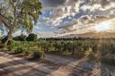Meravigliosa tenuta con vigneto e oliveto, in vendita, Castiglione della Pescaia | Sotheby’s Realty Italy - 21
