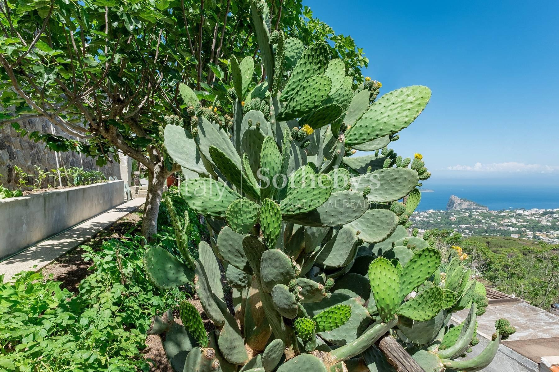 Villa panoramica con giardino ad Ischia - 4