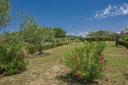 Agriturismo panoramico con produzione olio Bio del chianti, in vendita, Castellina in Chianti | Sotheby’s Realty Italy - 6