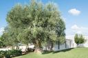Antica masseria con ulivi e piscina, in vendita, Ceglie Messapica | Sotheby’s Realty Italy - 19