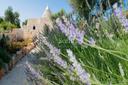 Esclusiva tenuta tra gli ulivi in Valle D'Itria, in vendita, Ostuni | Sotheby’s Realty Italy - 26