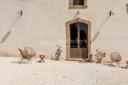 Antica masseria nel cuore della Riserva di Vendicari, in vendita, Noto | Sotheby’s Realty Italy - 17