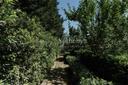 Alla Corte Verde, il silenzio del fiume accompagna i giorni lenti della campagna toscana, in affitto, Greve in Chianti | Sotheby’s Realty Italy - 51
