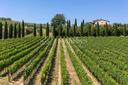 Luxury Wine Estate con cantina e resort in Toscana, in vendita, Sarteano | Sotheby’s Realty Italy - 3