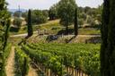 Luxury Wine Estate con cantina e resort in Toscana, in vendita, Sarteano | Sotheby’s Realty Italy - 32