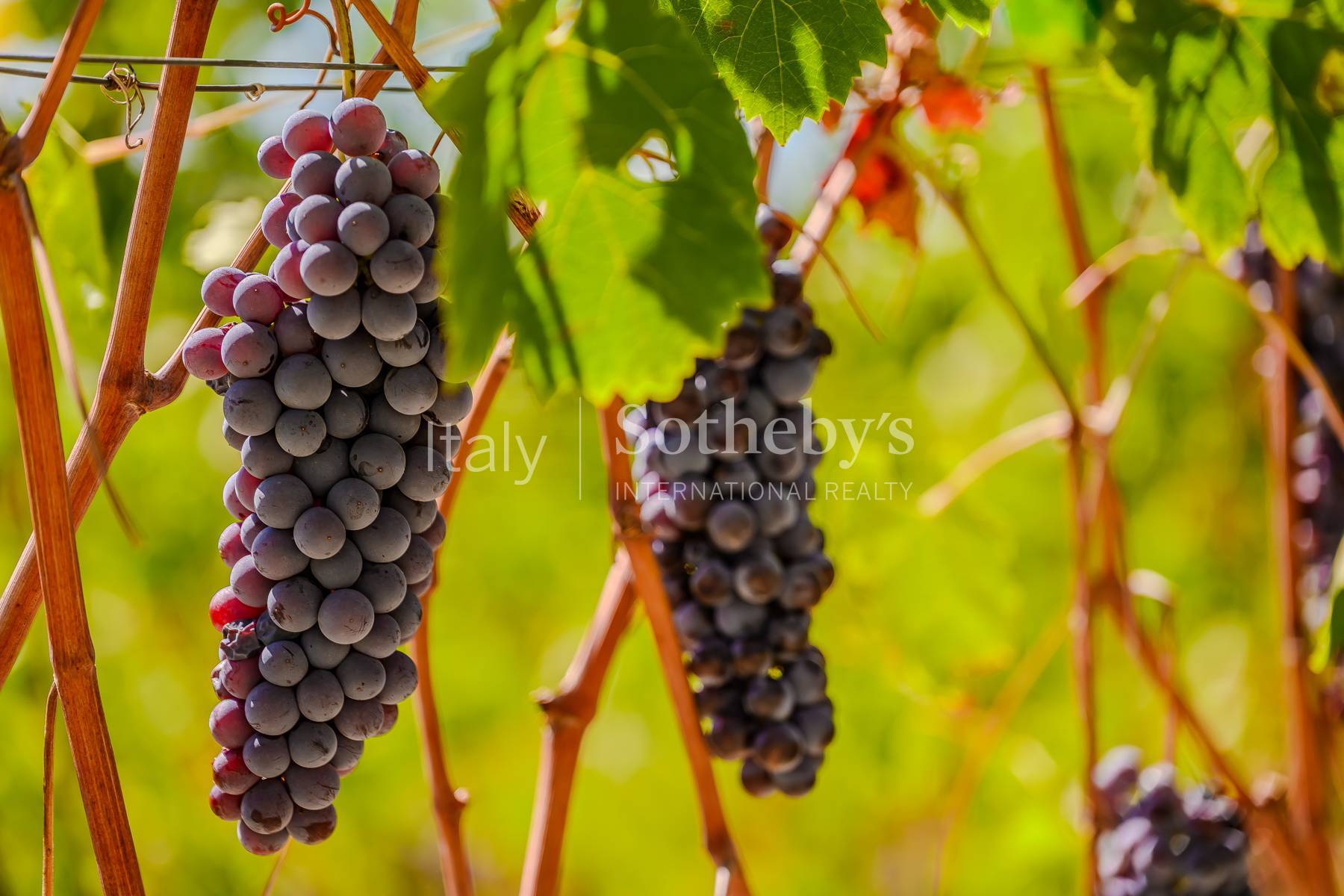 Winery Estate in the Langhe - 6